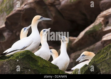 Alcatraces aves anidan en seacliffs rocoso en la isla de Noss Reserva Natural Nacional durante la temporada estival de reproducción. Islas Shetland Escocia UK Foto de stock
