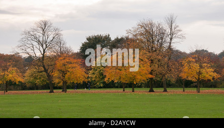 Vista a través de parques públicos con la línea de árboles mostrando ricos colores cobre oro naranja de otoño - La Stray, Harrogate, North Yorkshire, Inglaterra, Reino Unido.