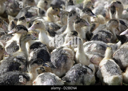 Aldea resplandeciente, Alemania, Pomerania patos jóvenes Foto de stock