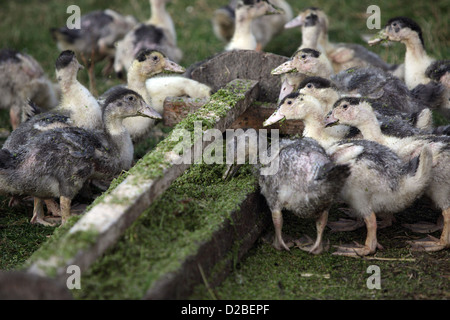 Aldea resplandeciente, Alemania, patos jóvenes Pomerania en la ingesta de alimentos Foto de stock