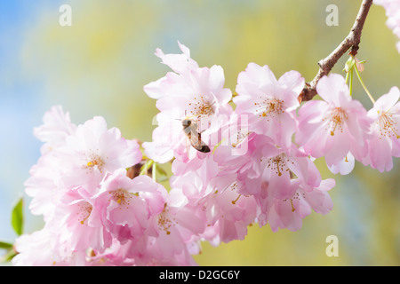 Los Cerezos en flor con una abeja en los pétalos