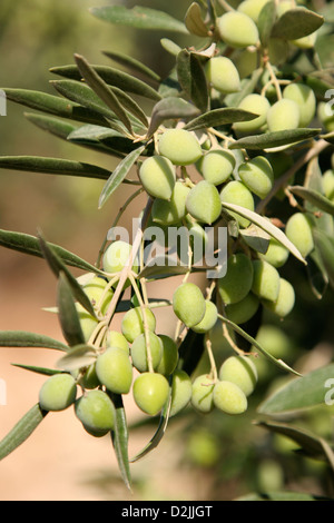 Aceitunas verdes crecen en una rama de olivo Foto de stock