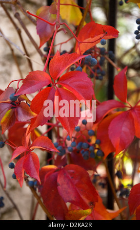 Virginia creeper (Parthenocissus quinquefolia) con follaje de otoño y bayas