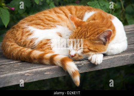 Jengibre y gato blanco durmiendo en banco de madera Foto de stock