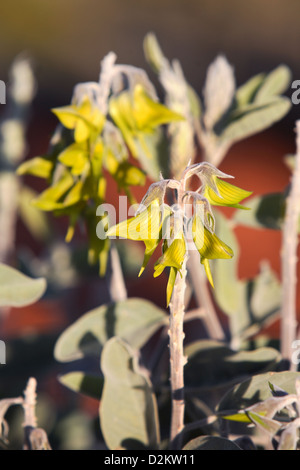 Flor de pájaro verde (Crotalaria Cunninghamii). En el centro de Australia. Foto de stock