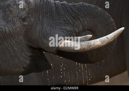 Elefante africano beber, Botswana, el Parque Nacional Chobe, desde el lateral, vista lateral, loxodonta africana Foto de stock