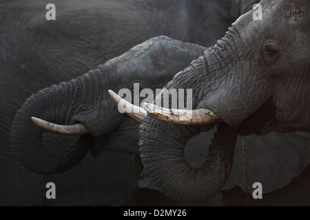 Los elefantes africanos de beber, Botswana, el Parque Nacional Chobe, desde el lateral, vista lateral, loxodonta africana Foto de stock