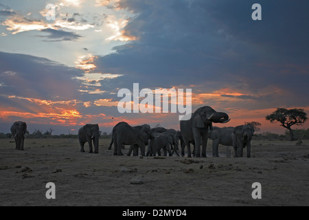 Manada de beber el elefante africano Loxodonta africana al atardecer Savute Savuti waterhole, Parque Nacional Chobe Foto de stock