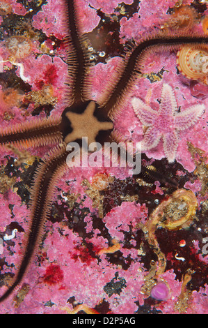 Starfish en el arrecife en St Kilda, Escocia, Reino Unido. Foto de stock
