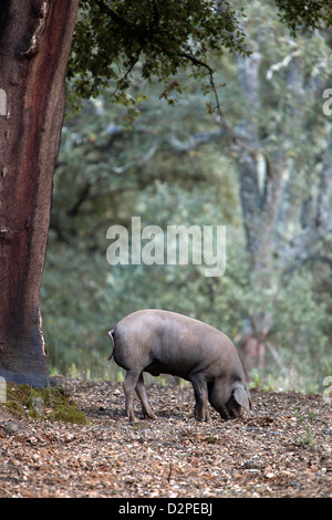 Cerdo Negro ibérico Foto de stock