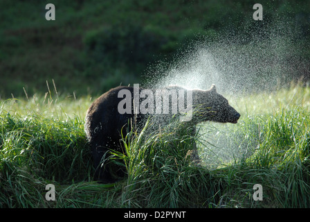 Brown Bear, Ursus arctos, agitando el agua fuera de PELT, NP Katmai, Alaska Foto de stock