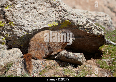 Amarillo-curva (yellowbelly marmot marmot) (Marmota flaviventris), el Monte Evans, Arapaho-Roosevelt National Forest, Colorado, EE.UU. Foto de stock