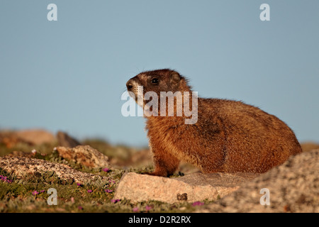 Amarillo-curva (yellowbelly marmot marmot) (Marmota flaviventris), el Monte Evans, Arapaho-Roosevelt National Forest, Colorado, EE.UU. Foto de stock