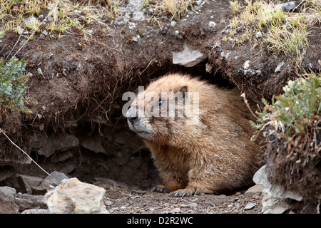 Amarillo-curva (yellowbelly marmot marmot) (Marmota flaviventris) en una entrada de la madriguera, el Bosque Nacional de San Juan, Colorado, EE.UU. Foto de stock