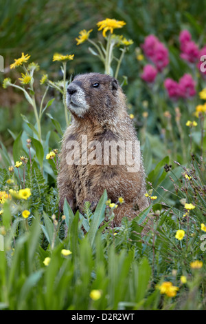 Amarillo-curva (yellowbelly marmot marmot) (Marmota flaviventris) entre flores silvestres, el Bosque Nacional de San Juan, Colorado, EE.UU. Foto de stock