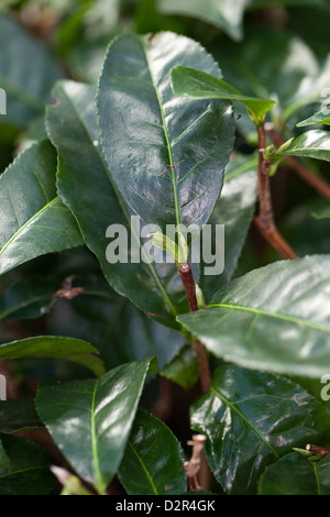 Planta de té chino, Teträd (Camellia sinensis) Foto de stock