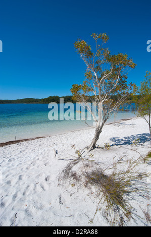 Lago McKenzie, La Isla Fraser, Sitio del Patrimonio Mundial de la UNESCO, Queensland, Australia, el Pacífico