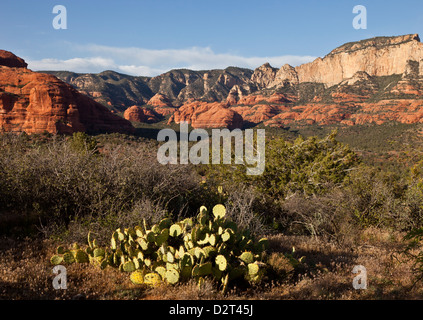 Vista típica del oeste de Sedona con Pricklly pear cactus en Arizona, EE.UU. Foto de stock