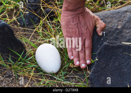 Albatros de galápagos (Diomedea irrorata) huevo, Isla Española, Las Islas Galápagos, Ecuador, Sudamérica Foto de stock