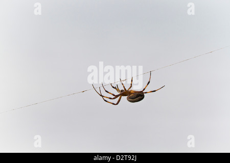 Hilo de araña, Cerro Dragón, Isla Santa Cruz, Galápagos, Ecuador, Sudamérica