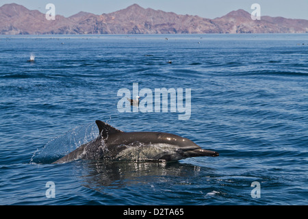 Larga picuda delfines comunes (Delphinus capensis), Isla San Esteban, en el Golfo de California (Mar de Cortés), Baja California, México Foto de stock