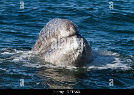 California ballena gris (Eschrichtius robustus) en la pantorrilla, Laguna San Ignacio, Baja California Sur, México, América del Norte Foto de stock
