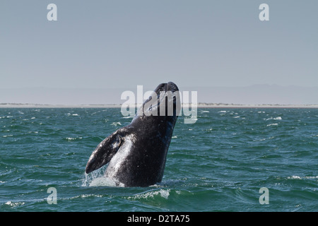 California ballena gris (Eschrichtius robustus) incumplimiento de ternera, Laguna San Ignacio, Baja California Sur, México, América del Norte Foto de stock