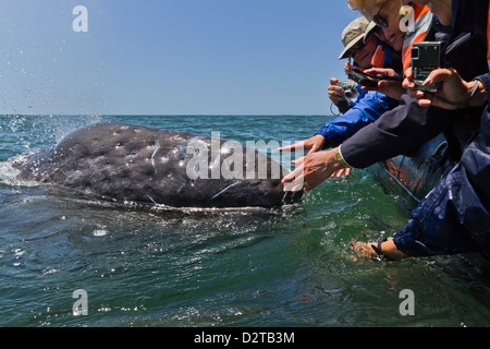 California ballena gris (Eschrichtius robustus) y emocionados observadores de ballenas, la Laguna San Ignacio, Baja California Sur, México Foto de stock