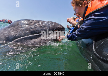 California ballena gris (Eschrichtius robustus) y emocionados observadores de ballenas, la Laguna San Ignacio, Baja California Sur, México Foto de stock