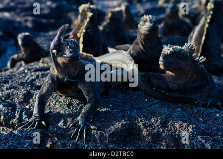 Las iguanas marinas de las Galápagos (Amblyrhynchus cristatus), Isla Fernandina, Islas Galápagos, Ecuador Foto de stock