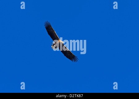 El águila de cola blanca / Águila de Mar / Erne (Haliaeetus albicilla) en vuelo contra el cielo azul Foto de stock
