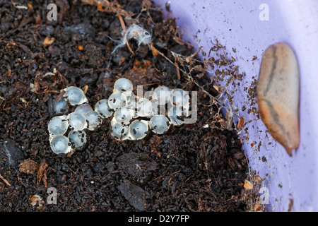 Babosa o caracol de jardín huevos y babosa de jardín Foto de stock