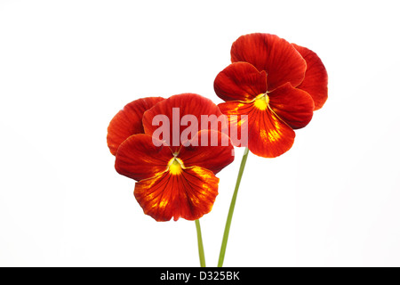 Una flor pensamiento rojo y blanco Fotografía de stock - Alamy