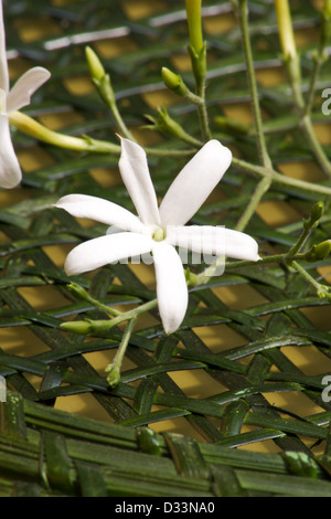 Azores flores y plantas de jazmín (Jasminum azoricum) con fondo amarillo  Fotografía de stock - Alamy