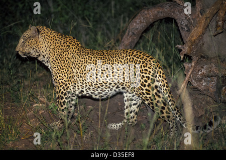 Merodea un leopardo es capturado por un flash de la cámara durante un safari nocturno en MalaMala, la mayor reserva privada de caza en Sudáfrica. Foto de stock