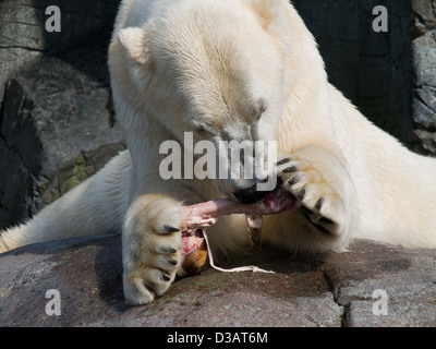 El oso polar, el Ursus maritimus, comer un trozo de la pata del caballo