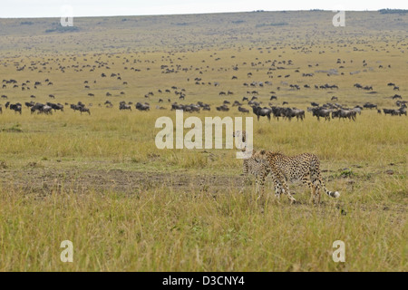 Tres guepardos en un caza y un gran rebaño de ñus , en Masai Mara en Kenya, Africa.