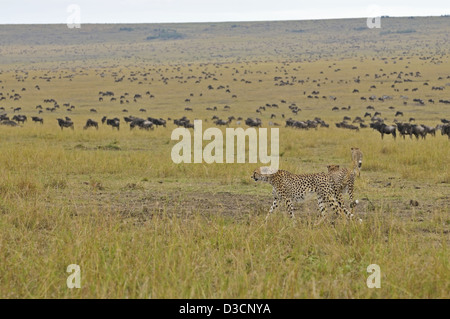 Tres guepardos en un caza y un gran rebaño de ñus , en Masai Mara en Kenya, Africa.