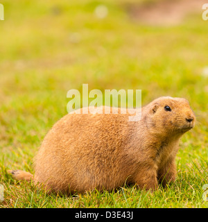 Un cautivo Black-Tailed Marmot ( Cynomys ludivicianus ), también conocido como perro de las praderas Foto de stock