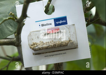 Blister de mosquitos, Aphidoletes aphidimyza depredadora, utilizados para el control biológico de pulgones en cultivos protegidos Foto de stock