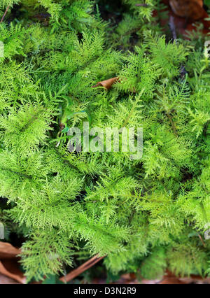 Moss, tamarisco común Thuidium tamariscinum, Thudiaceae, Hypnales, Bryidae. Whippendell Woods, Hertfordshire. Foto de stock