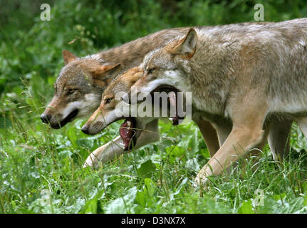 Nacimiento de los lobos fotografías e imágenes de alta resolución - Alamy
