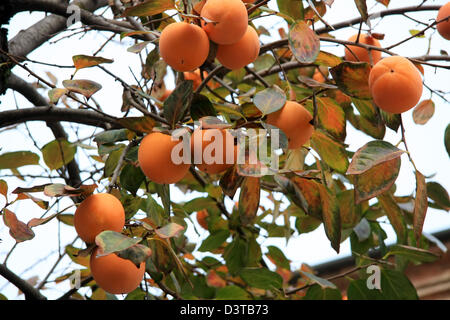 Árbol de caqui con notas de fruta madura, ciruelas fecha en otoño Foto de stock