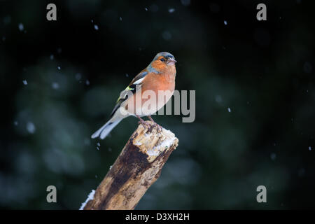 Pinzón (Fringilla coelebs macho) posado sobre una antigua rama durante una tormenta de nieve.