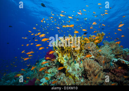 Fuego y coral, Pseudanthias squamipinnis Lyretail Anthias, Millepora sp., St. Johns Reef, Mar Rojo, Egipto Foto de stock