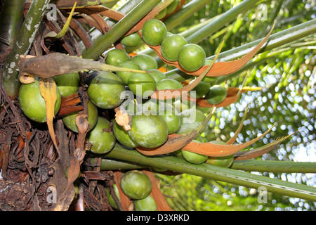 Reina sagú (Cycas rumphii), planta hembra con frutas, full-crecido