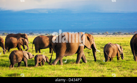 Manada de elefantes africanos en el Parque Nacional Amboseli, Kenia, África Foto de stock