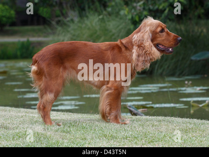 Springer Spaniel Galés un bonito perro de pie en el campo de hierba Foto de stock