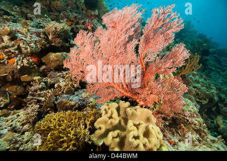 Fan de mar rosa con corales y esponjas en un arrecife de coral tropical de Bali, Indonesia. Foto de stock