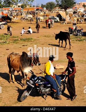 Los jóvenes agricultores esperar al cliente para vender un toro en el Nagaur feria de ganado en India occidental del estado de Rajasthan. Foto de stock